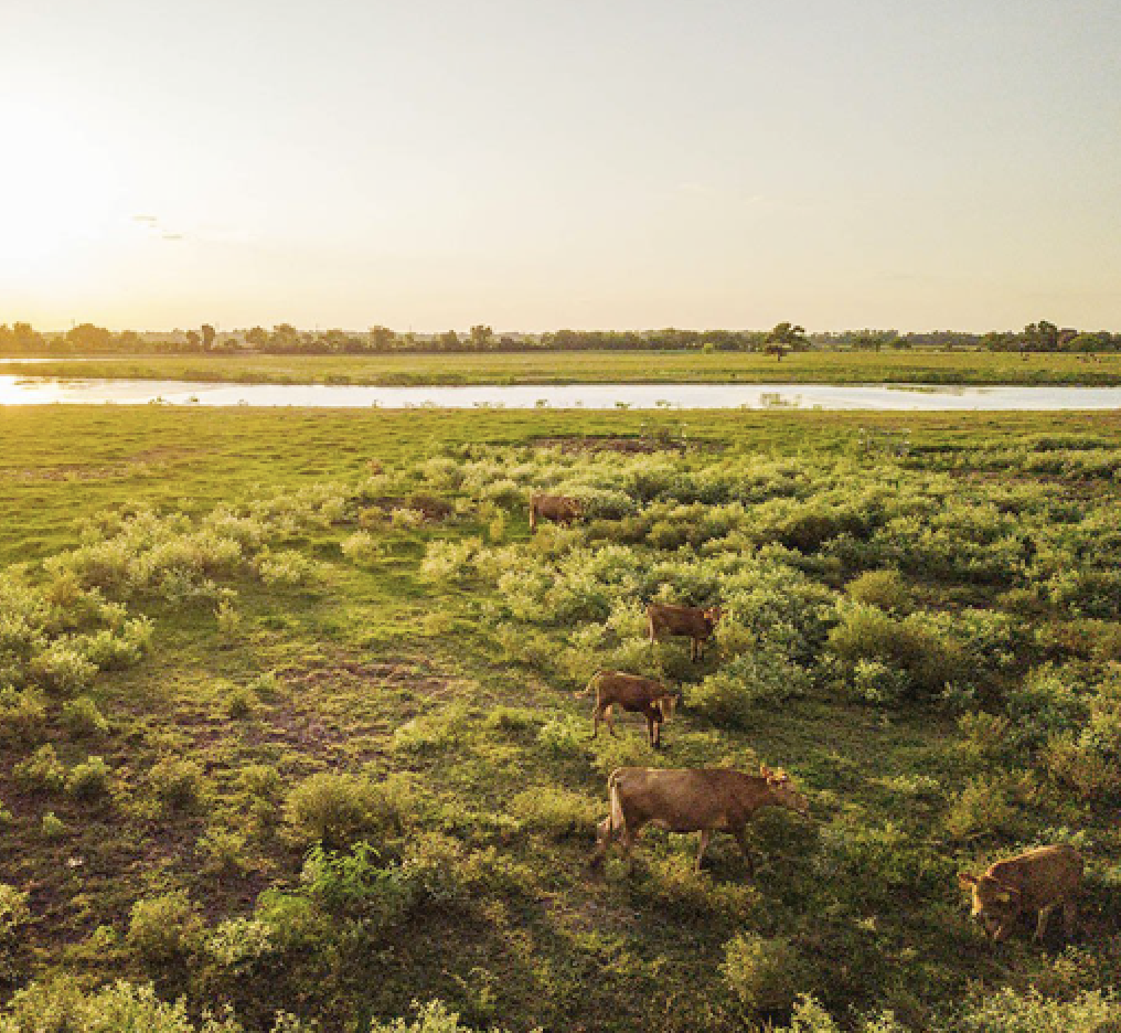 TWINWOOD CATTLE OPERATIONS