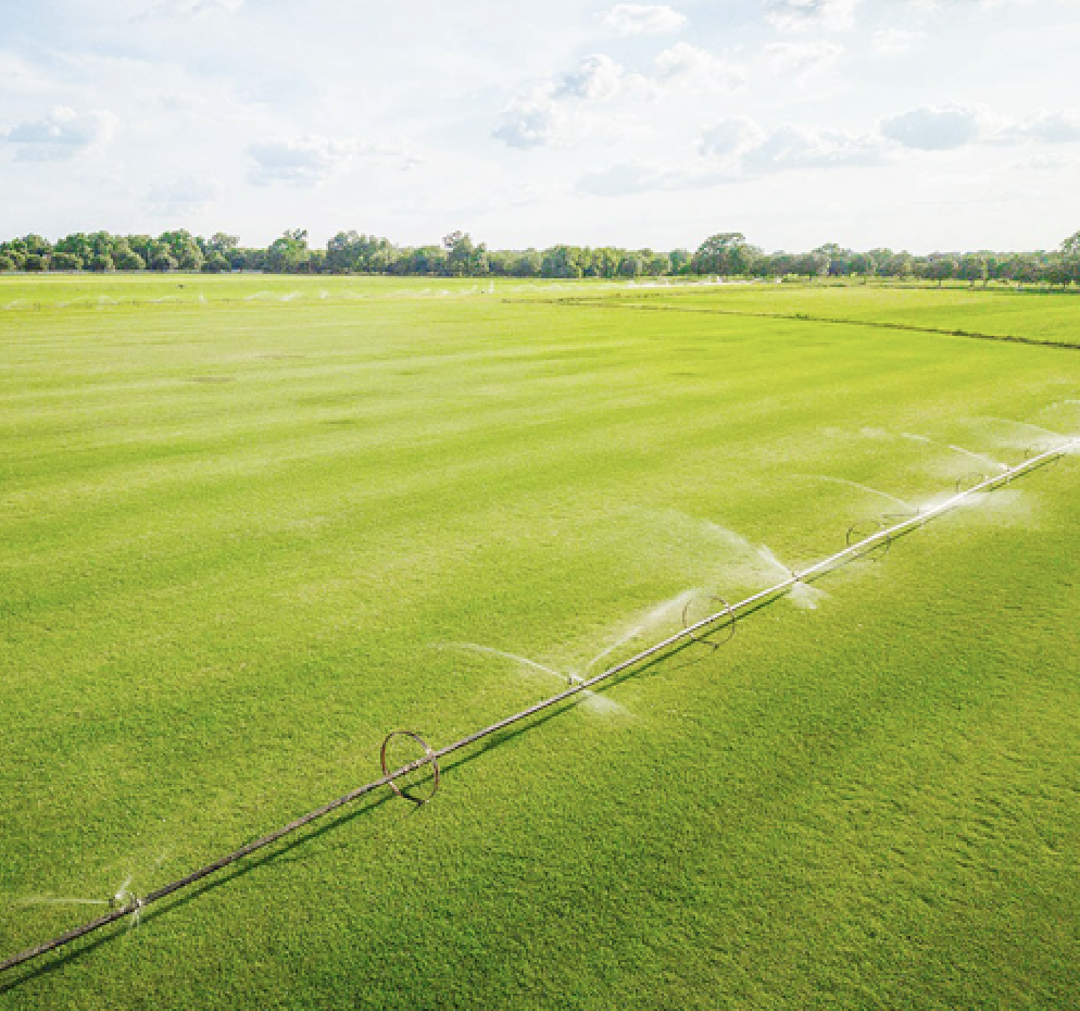 TWINWOOD TREE & GRASS FARM